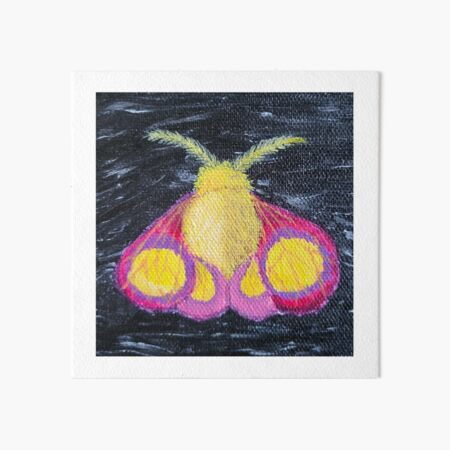 Framed Rosy Maple Moth (Dryocampa rubicunda) 6x6