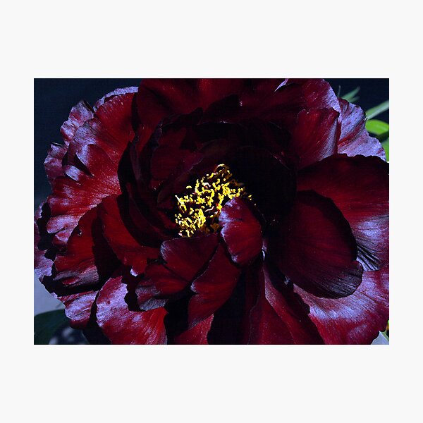 Item preview, Scarlet Peony designed and sold by Bev Pascoe.