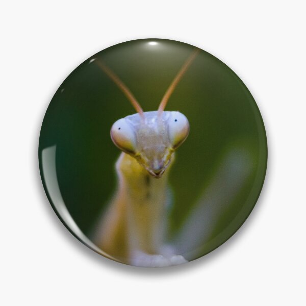 Item preview, Praying mantis designed and sold by Gaël FONTAINE.