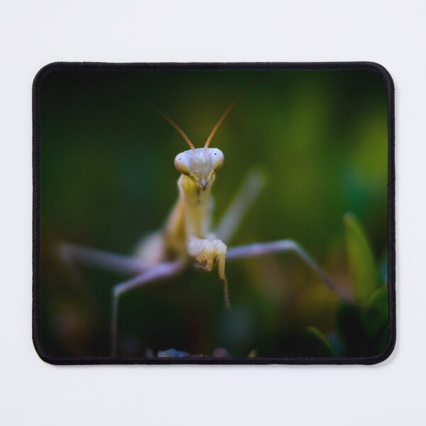 Item preview, Praying mantis designed and sold by Gaël FONTAINE.
