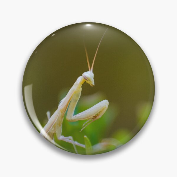 Item preview, Praying mantis designed and sold by Gaël FONTAINE.