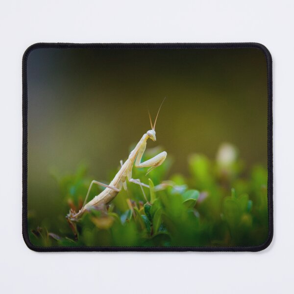 Item preview, Praying mantis designed and sold by Gaël FONTAINE.
