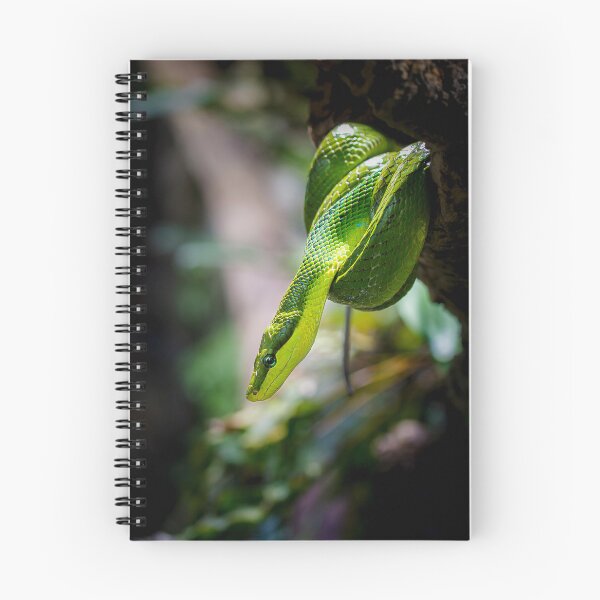 Item preview, The green python designed and sold by Gaël FONTAINE.