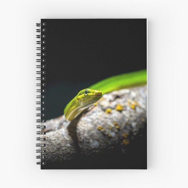 Item preview, The green python designed and sold by Gaël FONTAINE.