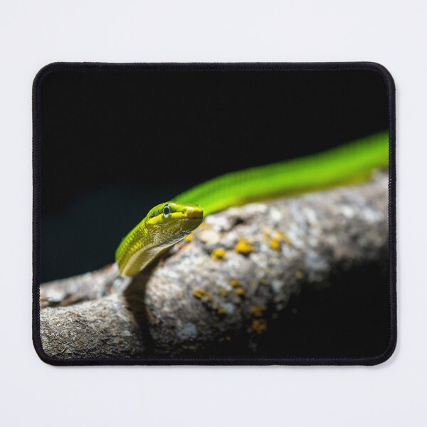 Item preview, The green python designed and sold by Gaël FONTAINE.