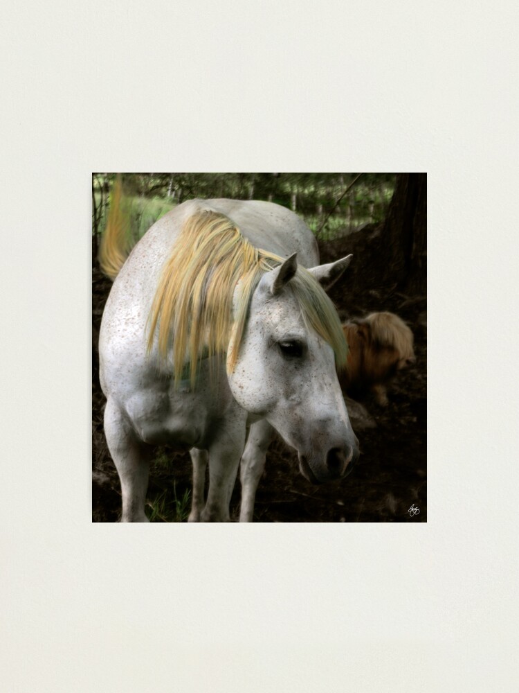 Alternate view of A Gentle Soul Photographic Print