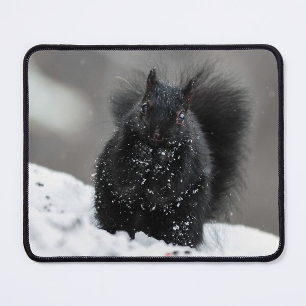 Item preview, Black Squirrel designed and sold by Lrenz.