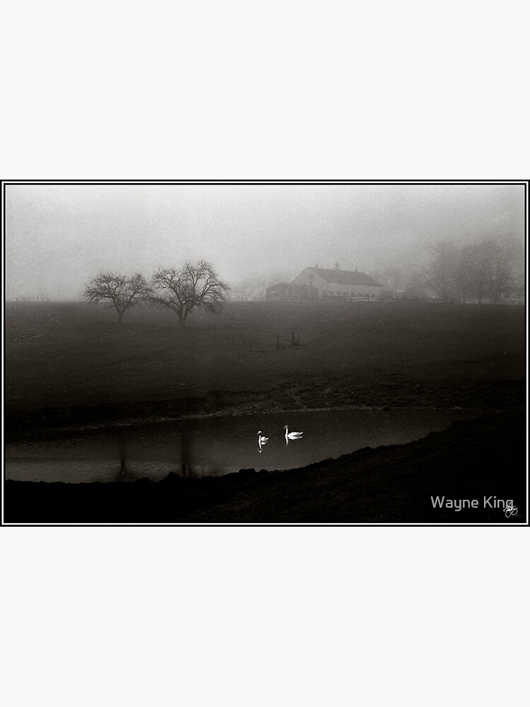 Swans on Scamman Pond by waynedking