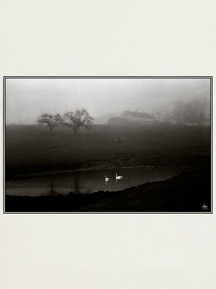 Alternate view of Swans on Scamman Pond Photographic Print