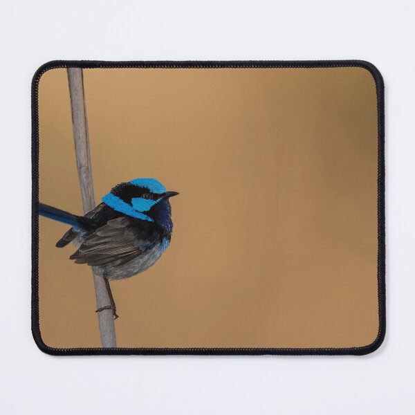 Item preview, Male Superb fairywren designed and sold by Puttaswamy Ravishankar.