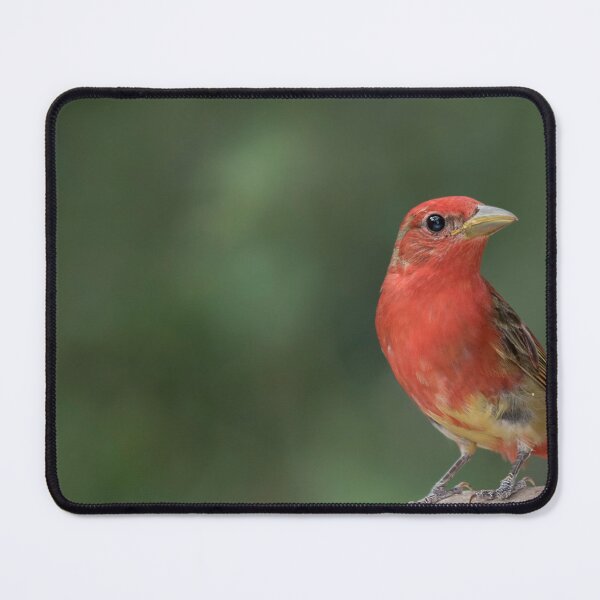 Item preview, Summer tanager designed and sold by Puttaswamy Ravishankar.
