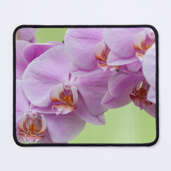 Item preview, Moth Orchid designed and sold by Michael Cummings.