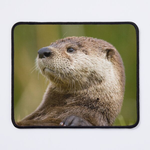 Item preview, This is the Loveliest and cutest ' otter ' wildlife designed and sold by Harshly.