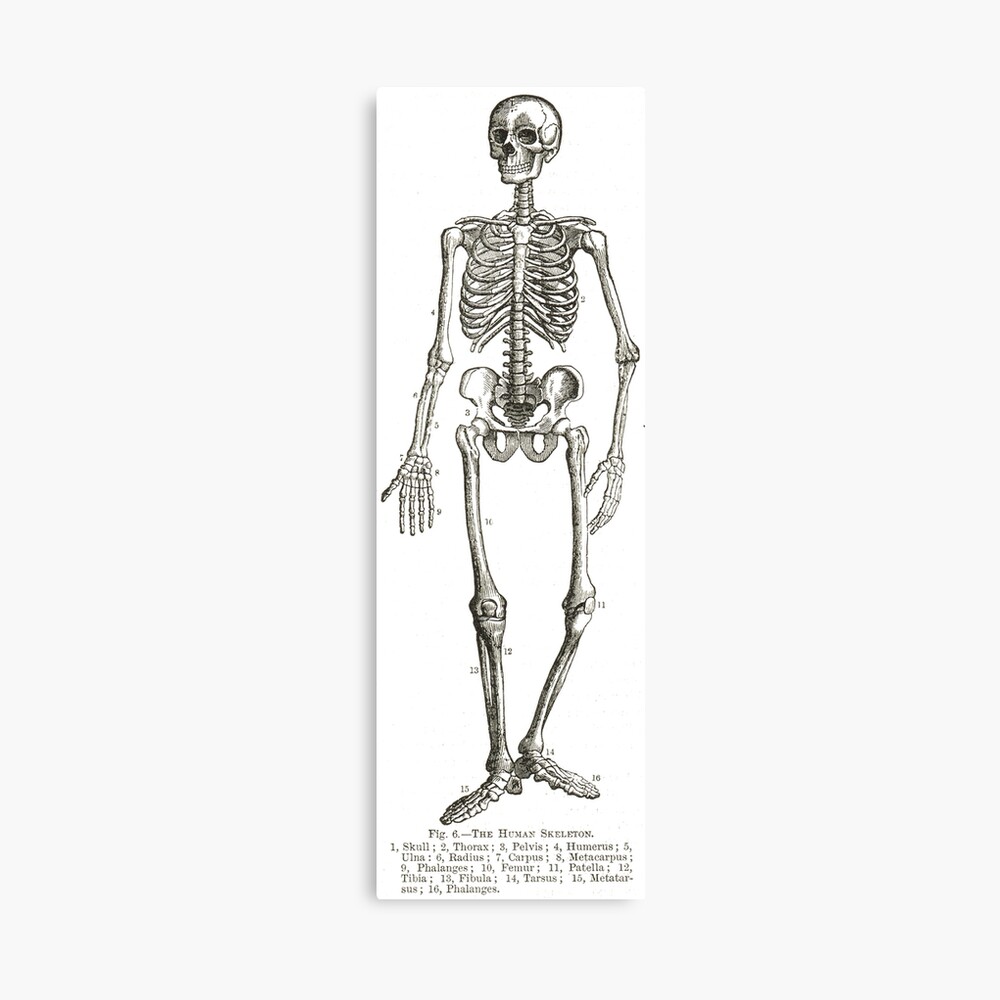 Drawings of human bones, mainly rib cage and pelvis | Works of Art | RA  Collection | Royal Academy of Arts
