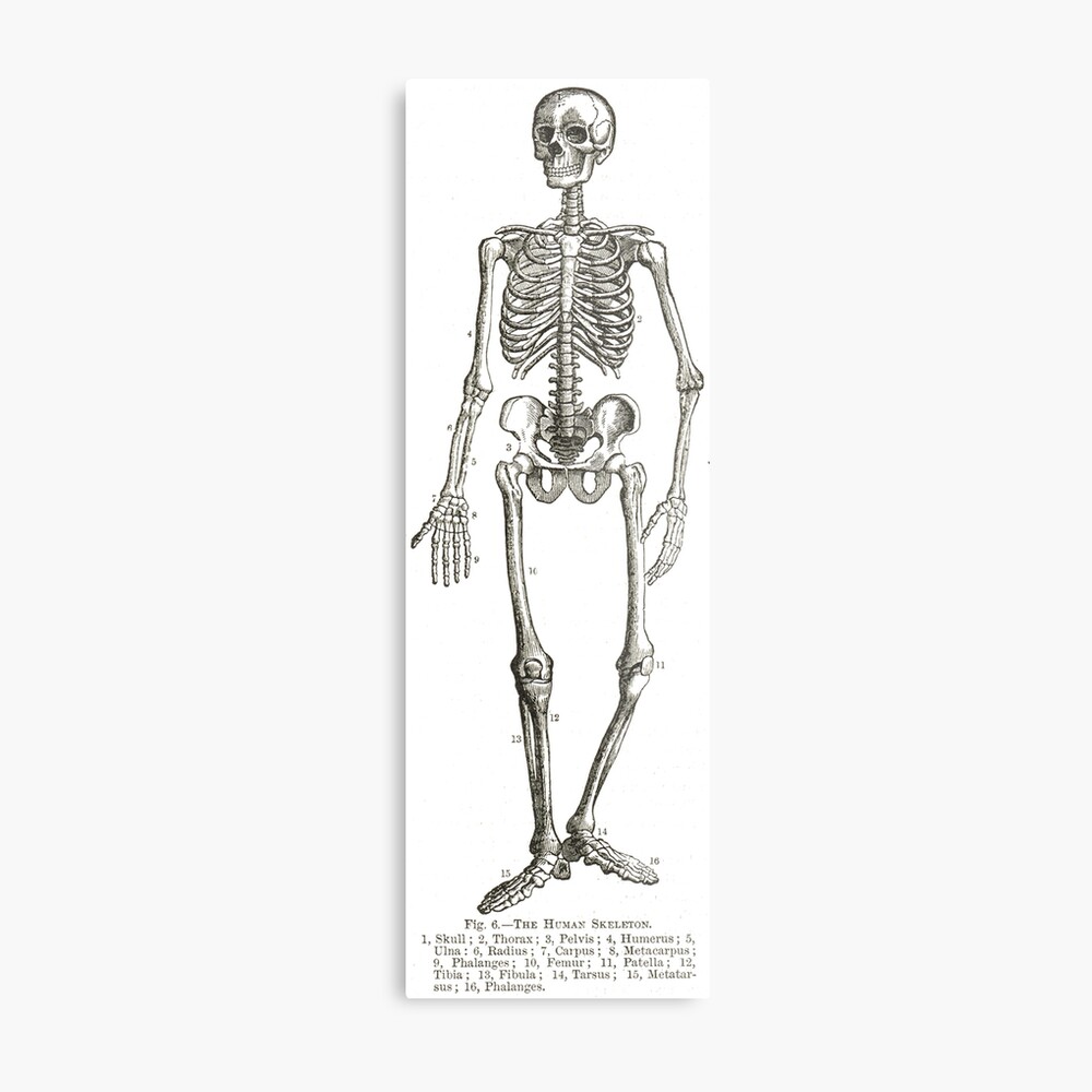 The Human Skeleton –