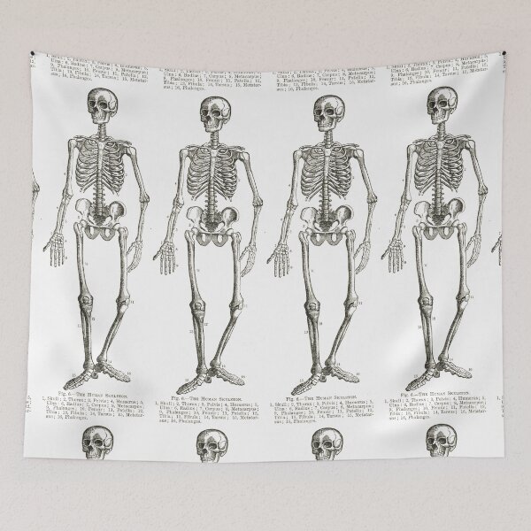 Item preview, The Human Skeleton, A 19th Century diagram designed and sold by artfromthepast.