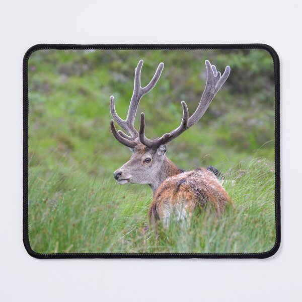 Item preview, Callum the Stag designed and sold by AmyPhotographer.