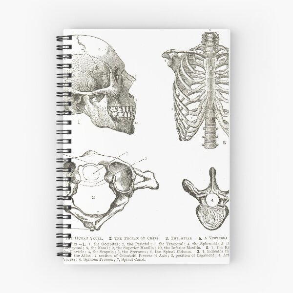 Item preview, Human anatomy, 19th century diagrams, Human Skull, Thorax, The Atlas, and Vertebra designed and sold by artfromthepast.
