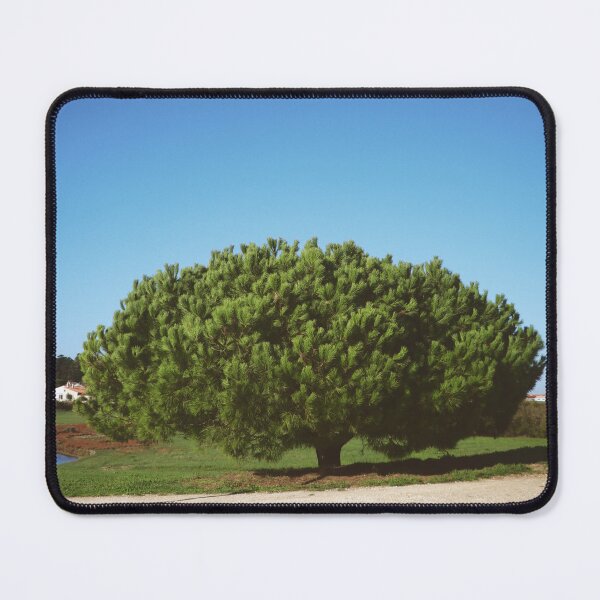 Item preview, The Umbrella Pine - Ile d Oléron - Excursion designed and sold by minneyael.