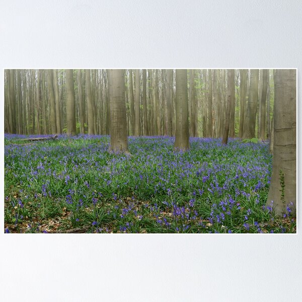 Hallerbos Blues Poster