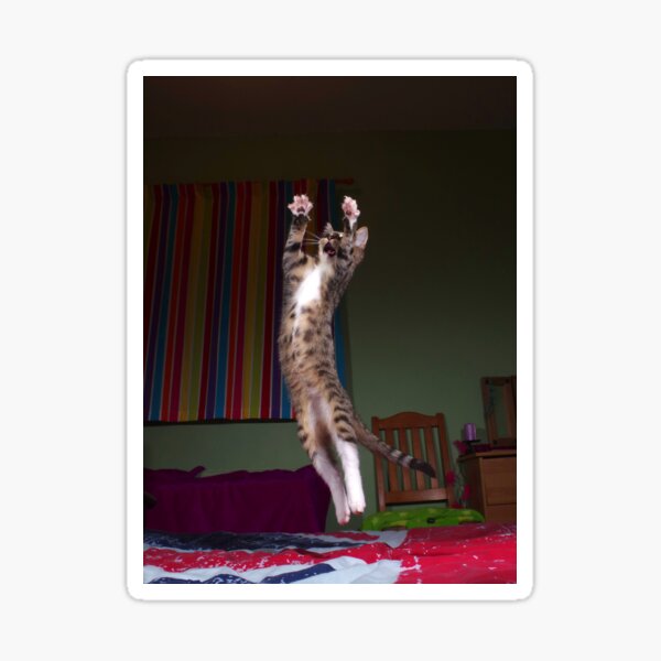 Jumping kitten Sticker