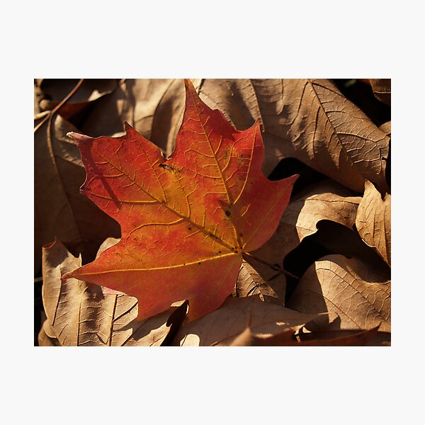 Aperçu de l'œuvre Sugar Maple Leaf  backlit in Dry Leaves créée et vendue par Anna Lisa Yoder.