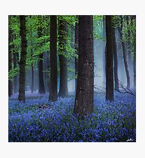 Misty Blue Photographic Print