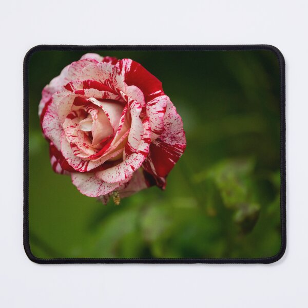 Item preview, Rose posters art prints t-shirts phone cases mugs etc designed and sold by craigewmcg123.