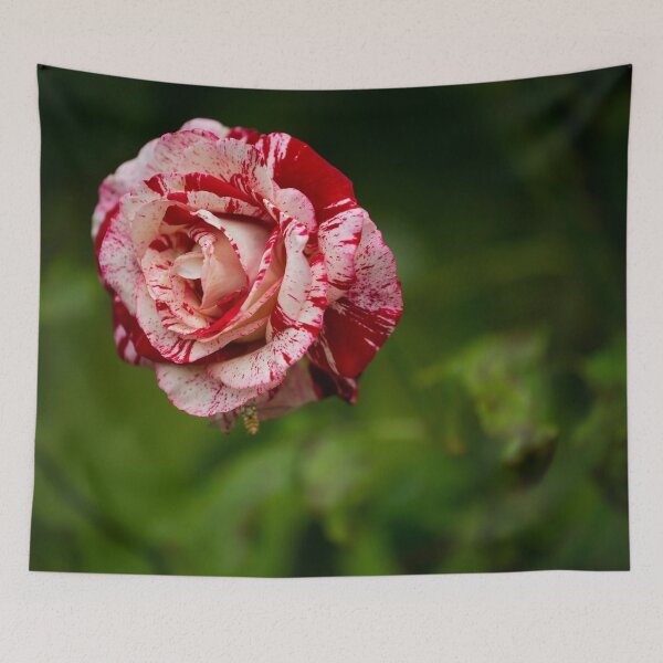Item preview, Rose posters art prints t-shirts phone cases mugs etc designed and sold by craigewmcg123.