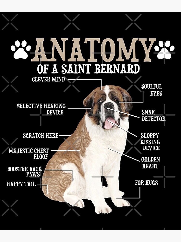 Anatomy Of A Saint Bernard Gifts For Dog Mom Dad Anatomy Of A Saint Bernard Gifts For Dog Mom Dad