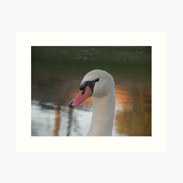 Swan having fun! Art Print
