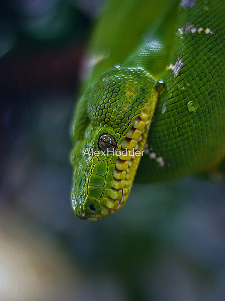 Thumbnail 4 of 4, iPhone Case, Green tree python designed and sold by AlexHodder.