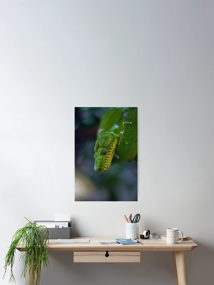 Thumbnail 2 of 3, Poster, Green tree python designed and sold by AlexHodder.