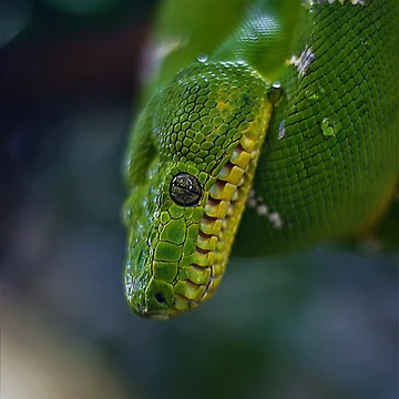 Artwork thumbnail, Green tree python by AlexHodder