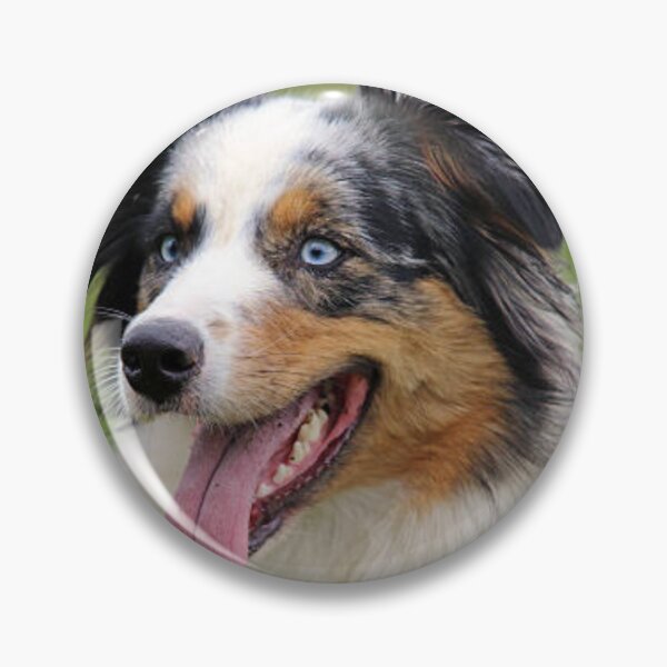 Item preview, Blue Merle Australian Shepherd Best Friend, Berger Australien designed and sold by DesignVertex.
