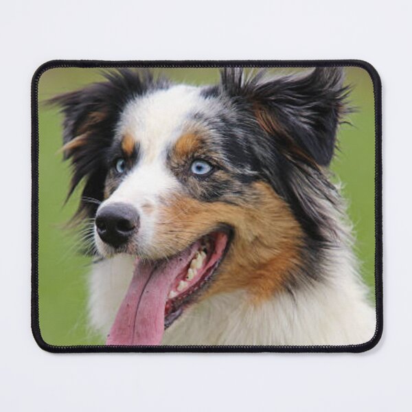 Item preview, Blue Merle Australian Shepherd Best Friend, Berger Australien designed and sold by DesignVertex.