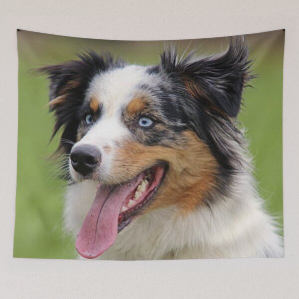 Item preview, Blue Merle Australian Shepherd Best Friend, Berger Australien designed and sold by DesignVertex.