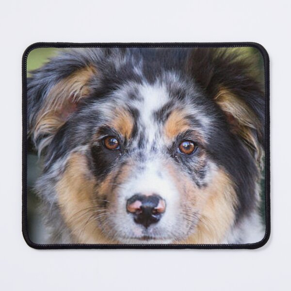 Item preview, Blue Merle Australian Shepherd Best Friend, Berger Australien designed and sold by DesignVertex.