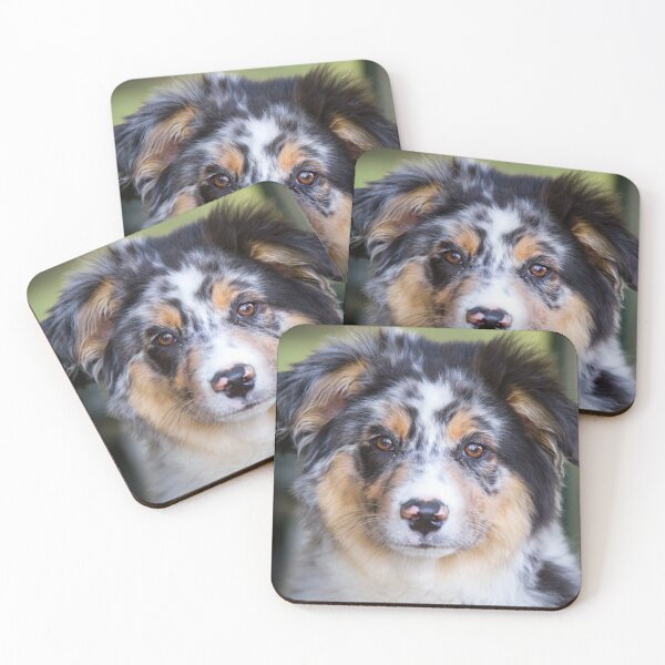 Item preview, Blue Merle Australian Shepherd Best Friend, Berger Australien designed and sold by DesignVertex.