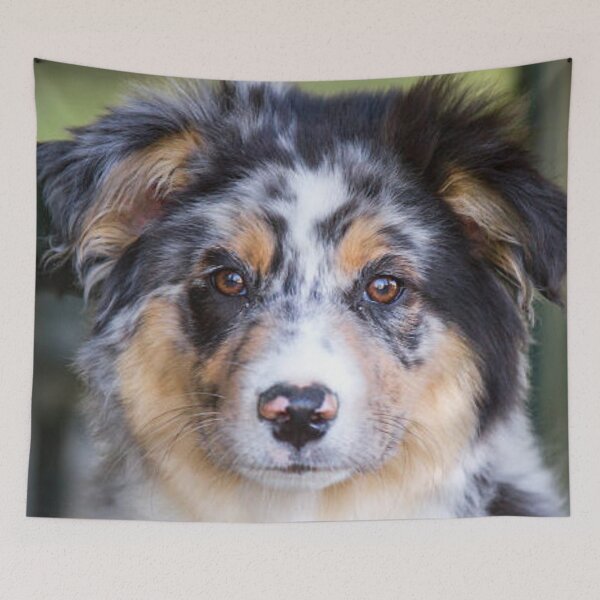 Item preview, Blue Merle Australian Shepherd Best Friend, Berger Australien designed and sold by DesignVertex.