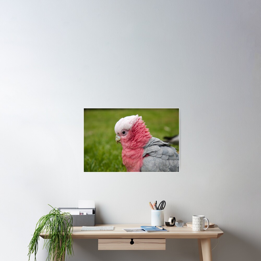 Ruffling his feathers Poster