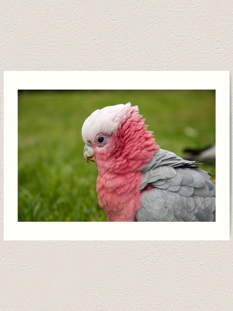 Alternate view of Ruffling his feathers Art Print