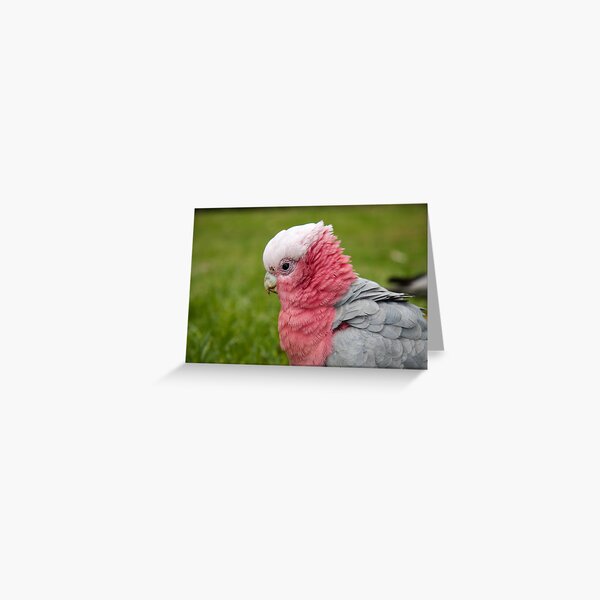 Ruffling his feathers Greeting Card