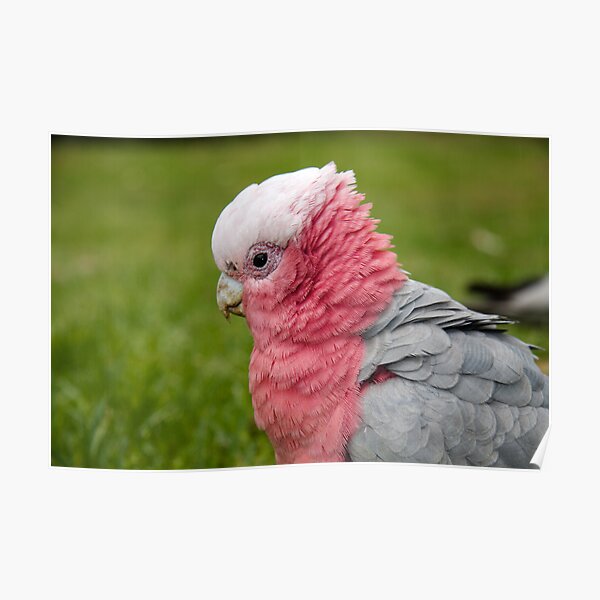 Ruffling his feathers Poster