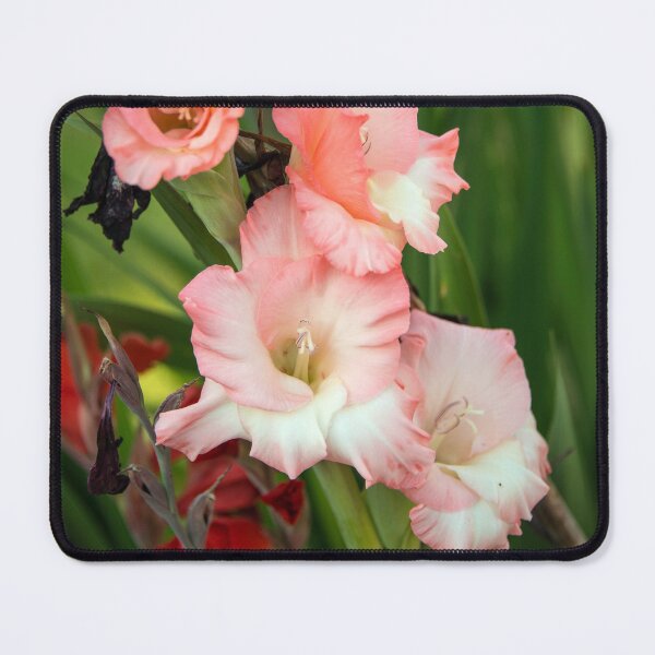 Item preview, Gladioli designed and sold by hawkie.