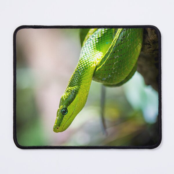 Item preview, The green python designed and sold by Gaël FONTAINE.