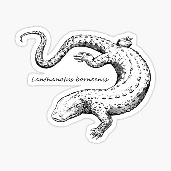 Borneo Earless Monitor Sketch Sticker