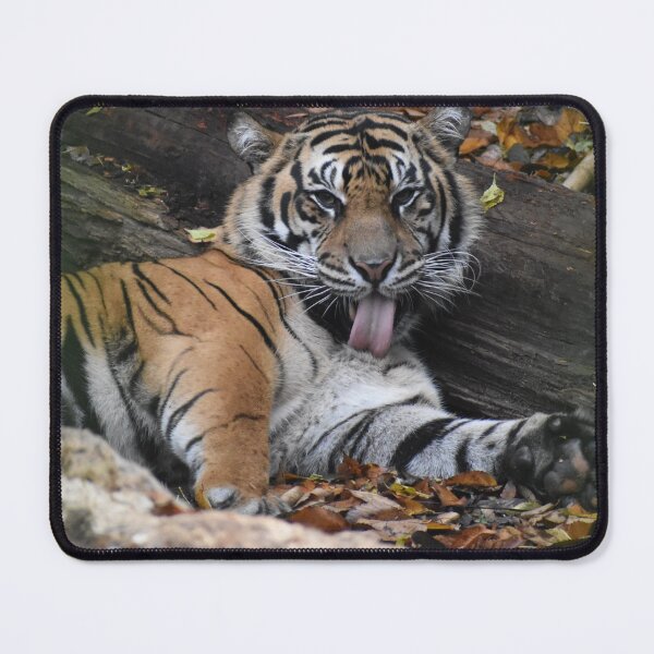 Item preview, Sumatran Tiger  designed and sold by Sharon the Zoo Lady Photography .