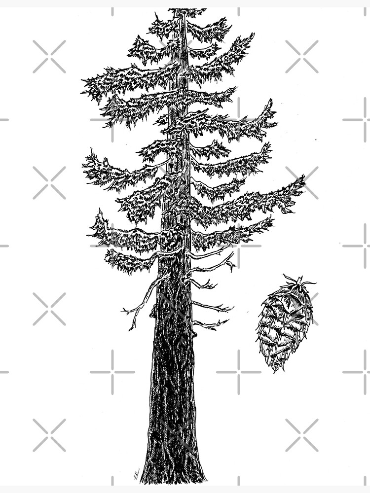 "Douglasfir" Art Print for Sale by Kathrynshaw Redbubble