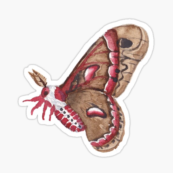 Cecropia Moth Sticker – TeaToucan